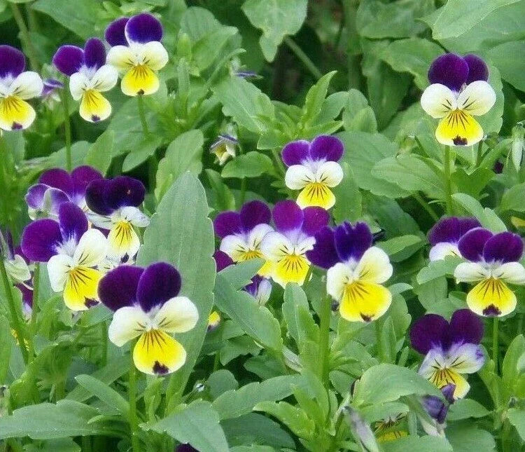 Johnny Jump Up Seeds 500+ Count | Viola Tricolor | Colorful Flower Garden Seeds for Pollinators