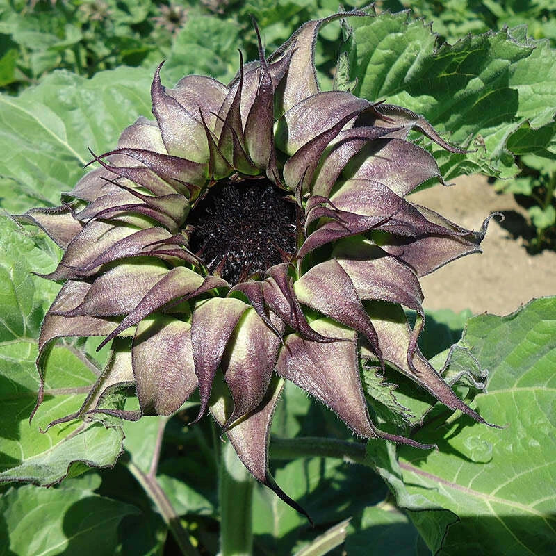 Sunflower Seeds - Sunfill Purple - Non-GMO Helianthus annuus - 50 Seeds - Vibrant Garden Blooms - Attracts Pollinators