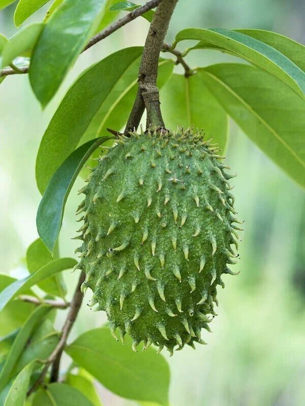 Soursop Seeds Pack of 8+ Organic Annona Muricata Graviola for Tropical Fruit Gardening