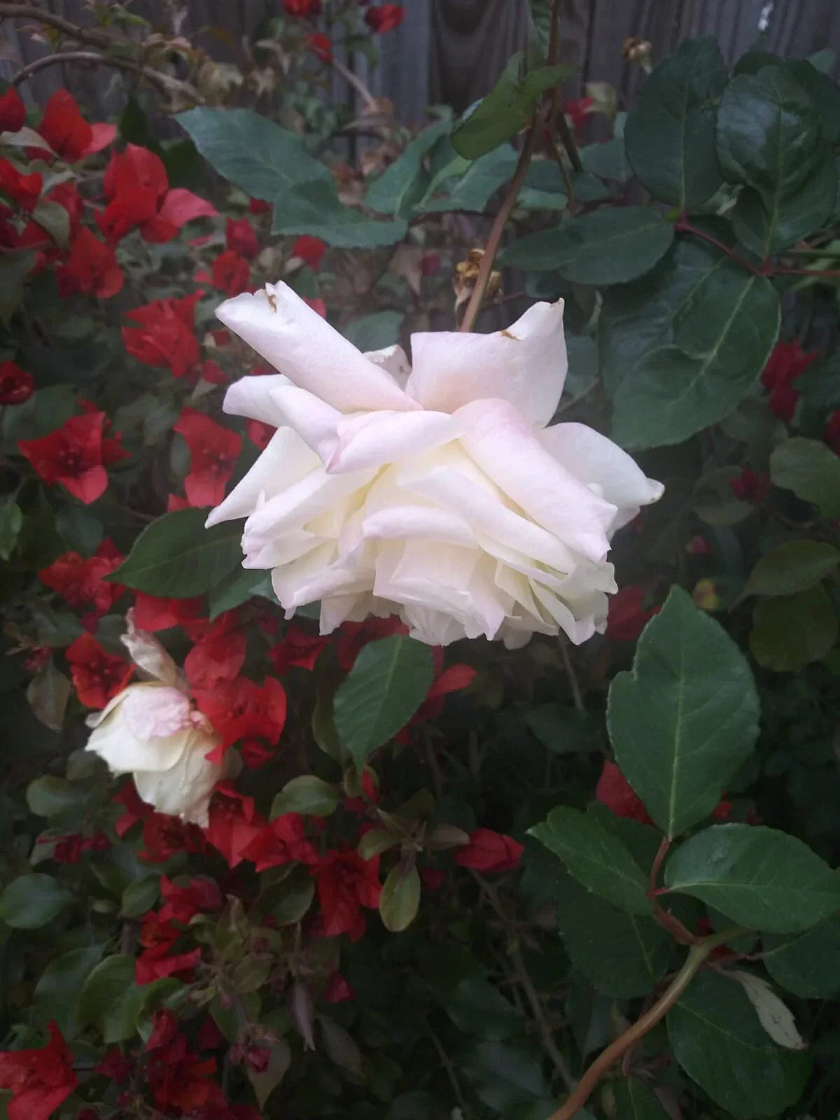 Multi Color Roses Fresh Cuttings 8" - Vibrant Floral Arrangement Rosa spp. - Same Plant Variety for Garden and Bouquets