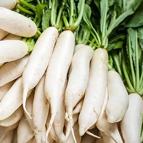 Radish Seeds 100+ Non-GMO White Icicle Raphanus sativus - Fast-Growing, Crisp, Ideal for Home Gardens