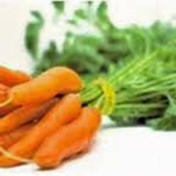 Carrot Seeds | 50+ Seeds | Little Fingers Non-GMO | Daucus carota - Fast-Growing, Sweet Flavor for Home Gardening