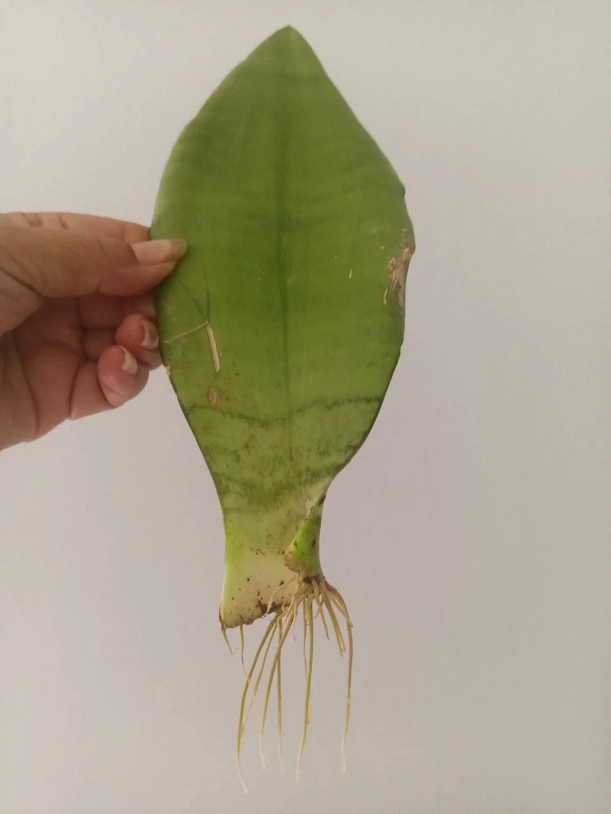 Moonshine Snake Plant 2 Inch Pot Rooted Sansevieria trifasciata 'Moonshine' Low Maintenance Indoor Plant Hard to Kill