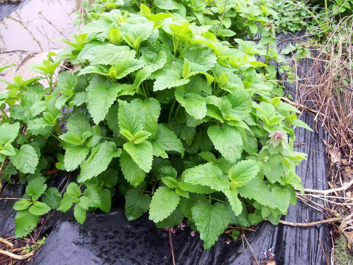 Lemon Balm Mint Live Plants Set of 3 - Melissa officinalis Herbal Perennial Starter for Culinary and Tea Use