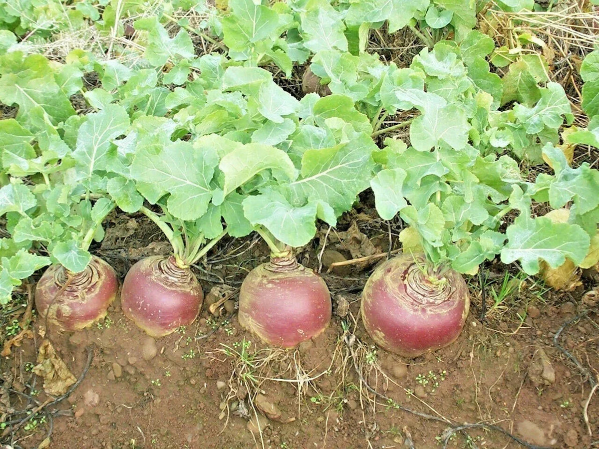 Purple Top Rutabaga Seeds - Organic Non-GMO Vegetable Seeds - Brassica napus - Ideal for Spring & Fall Gardens