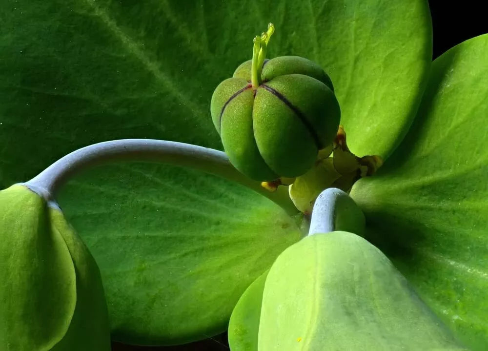 30 Mole Plant Seeds - Euphorbia lathyris - Caper Spurge - Low Maintenance Perennial for Gardens and Landscapes