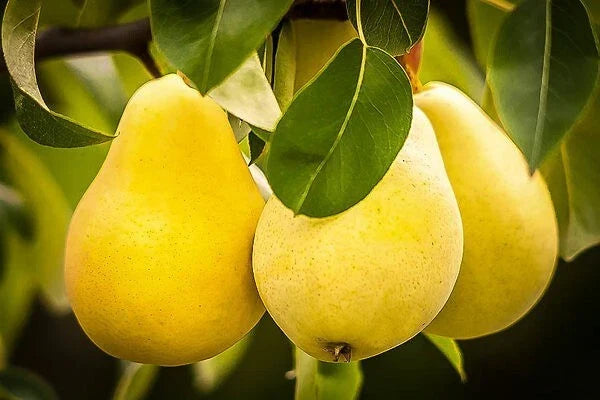 Kieffer Pear Tree Seeds 12+3 Free - Hardy Self-Pollinating Pyrus communis x Pyrus pyrifolia - Juicy Yellow Fruit