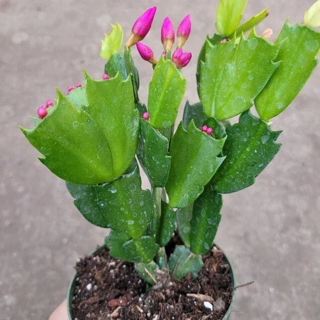 Live Christmas Cactus Plant - Big Pink - Freshly Dug Schlumbergera Truncata - No Pot for Shipping