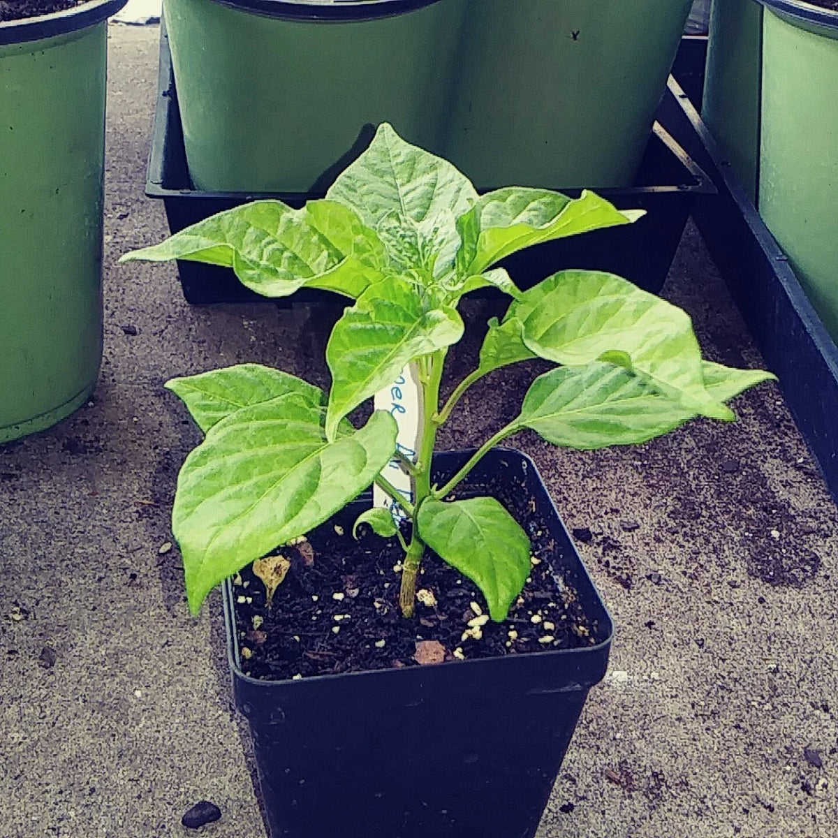AJI' DULCE Pepper Plant 4'' Live Starter - Sweet Chili Pepper, Well-Rooted, Capsicum baccatum, Ideal for Container Gardening