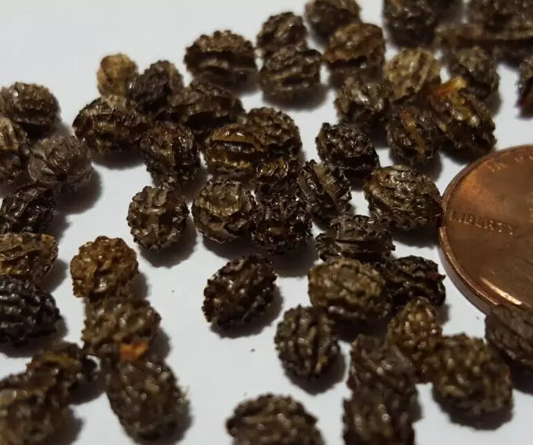 Papaya Seeds - 100+ Tropical Fruit Tree Seeds - Carica papaya - Fast-Growing, Easy to Grow for Home Gardens