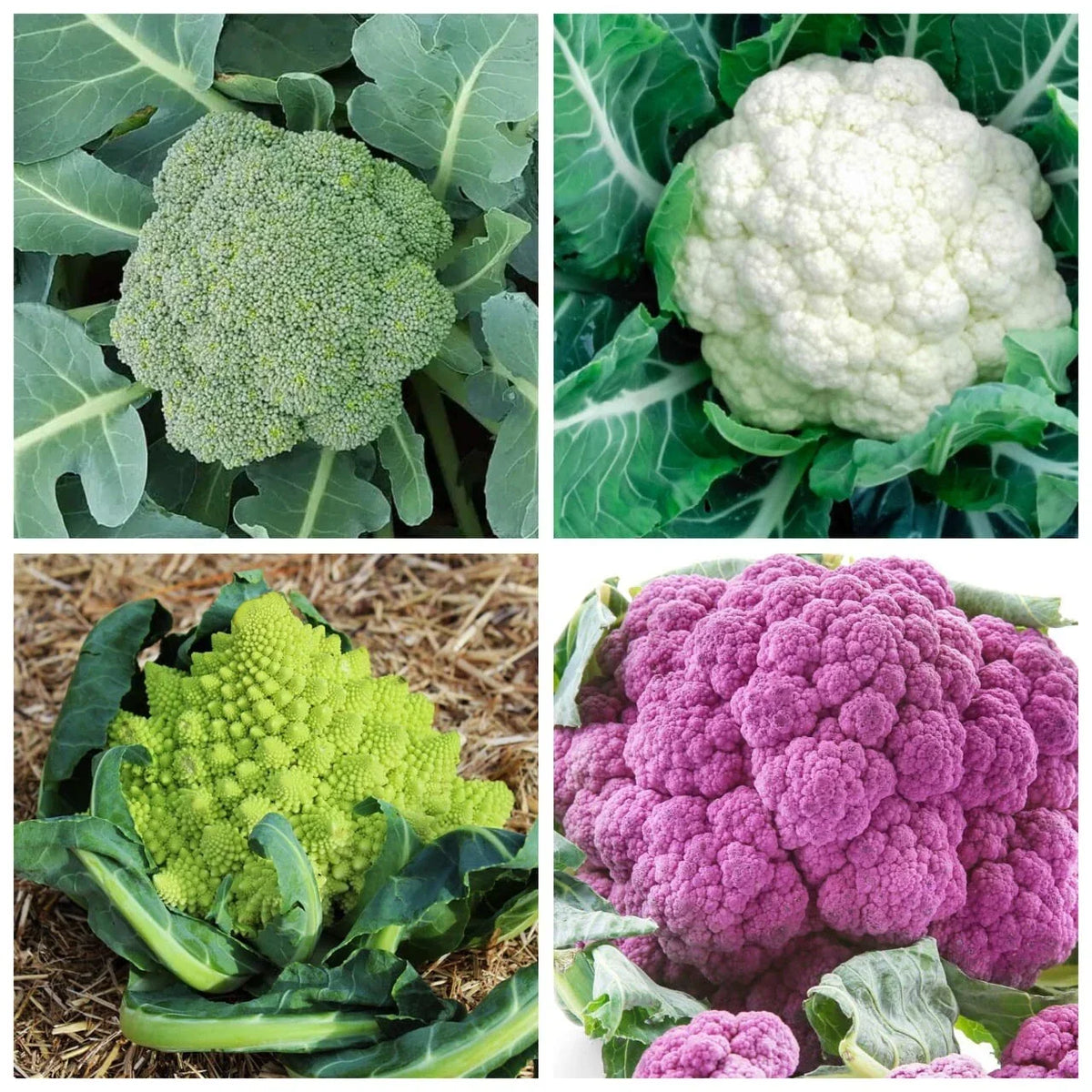 Rainbow Blend Cauliflower Seeds | 300 Non-GMO Seeds | Mixed Color Broccoli | Brassica oleracea var. botrytis