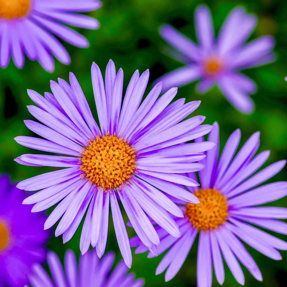 Aster New England Seeds - 100+ Perennial Wildflower Mix - Purple, Pink, White - Symphyotrichum novae-angliae - Free Shipping