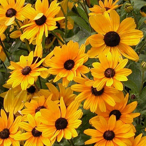 Black Eyed Susan Seeds - Butterfly Attracting, Full Sun, Rudbeckia hirta - 100 Pack, Fast Growing Perennial Flower