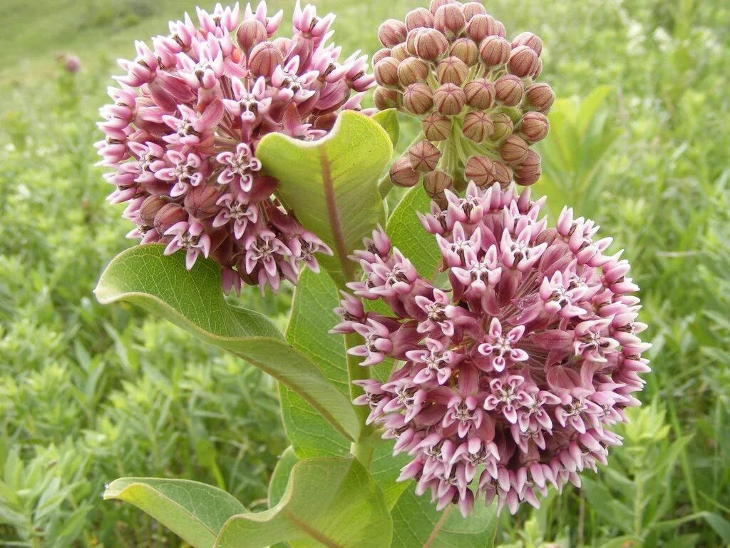 Common Milkweed Seeds 100 Count - Asclepias syriaca - Native Pollinator Friendly Planting Seeds for Butterflies