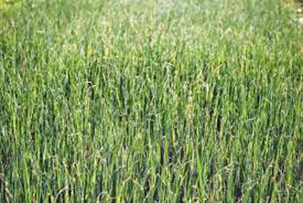 Alfalfa Sprout Seeds 500 Non-GMO Heirloom Medicago sativa - Easy to Grow for Healthy Salads and Sandwiches