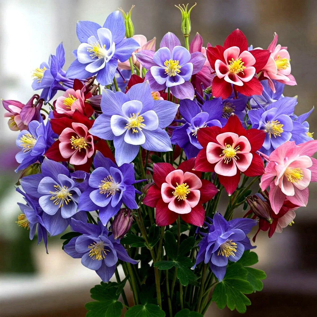 Columbine Seeds - 600 McKana Giants Perennial Mix - Aquilegia caerulea - Attracts Bees - Assorted Colors