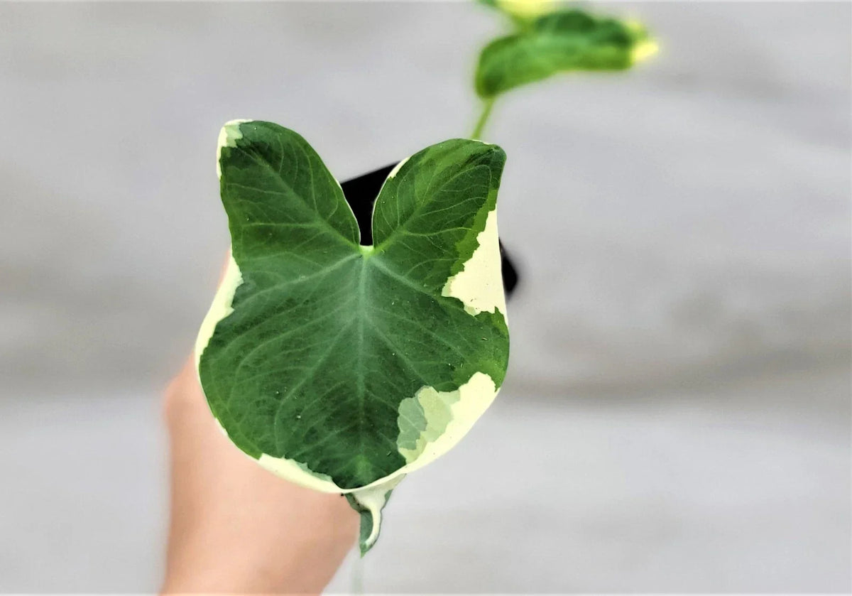 Alocasia Mickey Mouse Plant | 3" Live Rare Variegated Elephant Ear | Alocasia micholitziana | Indoor Houseplant