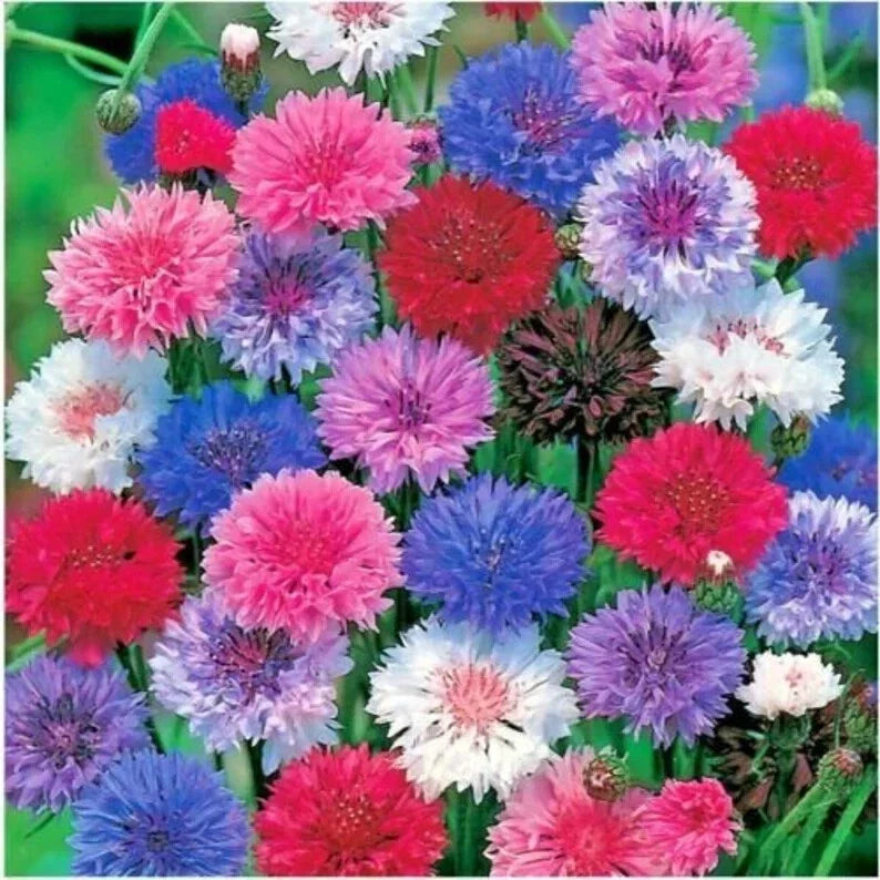 Bachelor Button Seeds - 200 Organic Polka Dot Mix - Centaurea cyanus - USA Grown, Attracts Pollinators, Easy to Grow