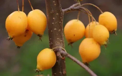 25+ Comtesse de Paris Crabapple Seeds - Malus 'Comtesse de Paris' - Heirloom Pink Flowering Trees for Garden Planting