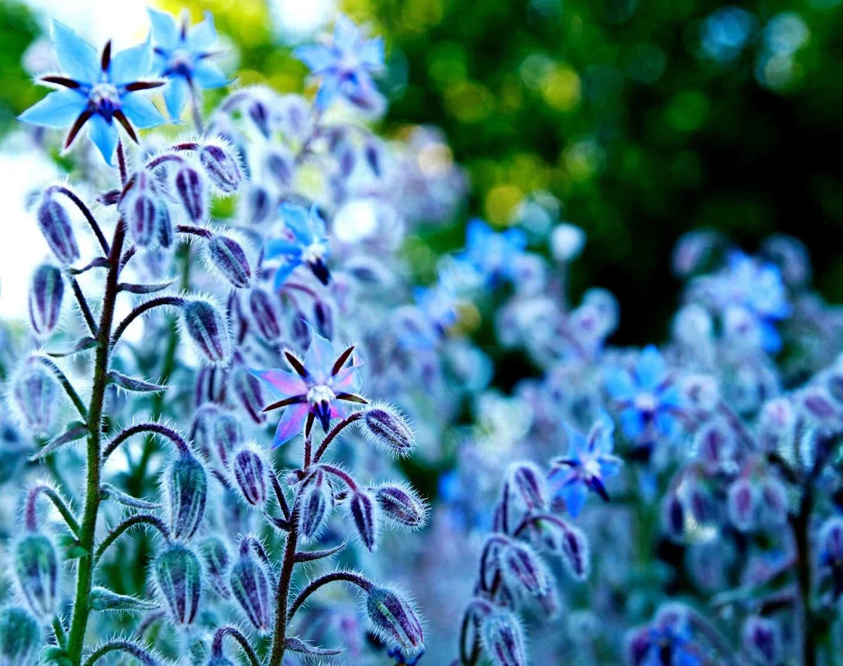 Borage Seeds 200 Count - Star Flower - Non-GMO Wildflower Seeds - Borago officinalis - Open Pollinated