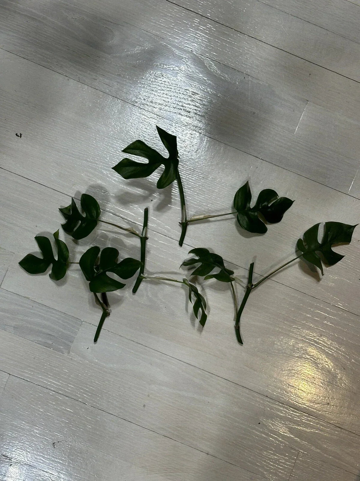 Mini Monstera Cuttings - 2 Leaves & 2 Nodes - Rhaphidophora Tetrasperma - Indoor Plant Propagation for Home Gardening