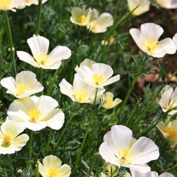 White Linen Poppy Seeds | 100 Pack | Ivory Orange Blooms | Papaver somniferum | Non-GMO, Easy to Grow Garden Seeds