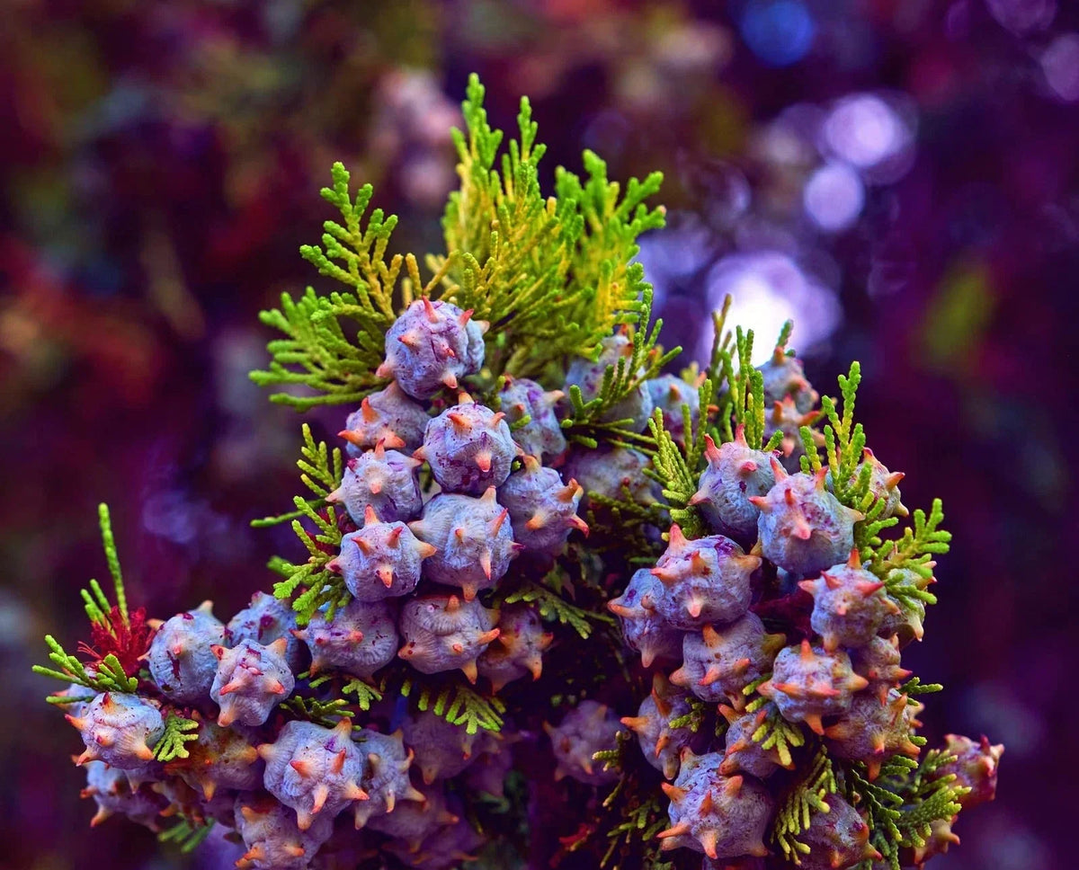 Oriental Arborvitae Tree Seeds 30 Count - Platycladus orientalis - Evergreen, Drought-Resistant, Ideal for Planting