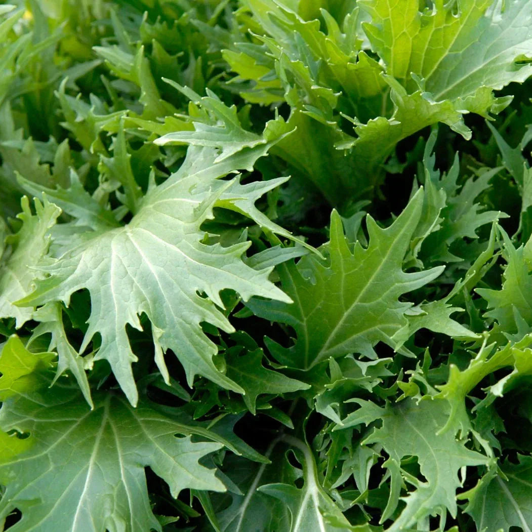 Mizuna Mustard Greens Seeds - 200 Count - Brassica rapa var. nipposinica - Japanese Salad Lettuce for Home Gardening