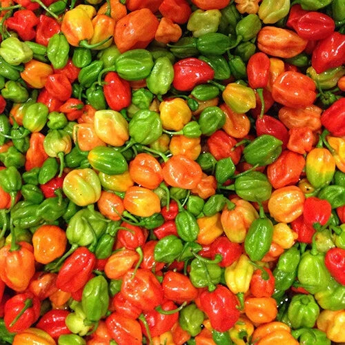 Aji Dulce Pepper Seeds | Heirloom Non-GMO | Mild Heat | Capsicum baccatum | Culinary Garden Essentials