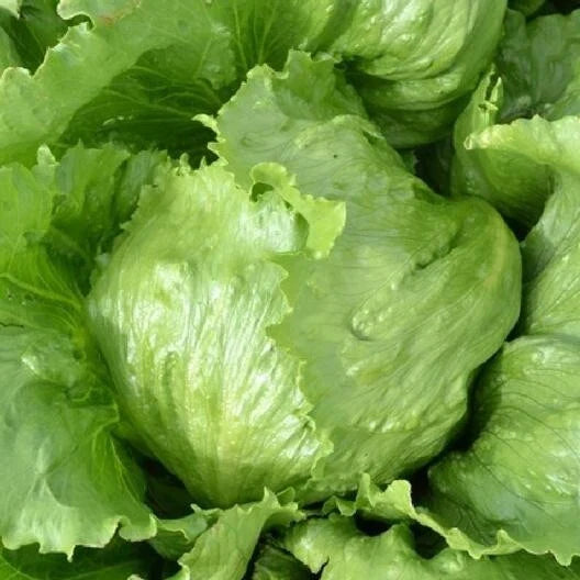 Iceberg Lettuce Seeds 100 Pack - Organic Non-GMO Pesticide-Free - Lactuca sativa for Home Gardens