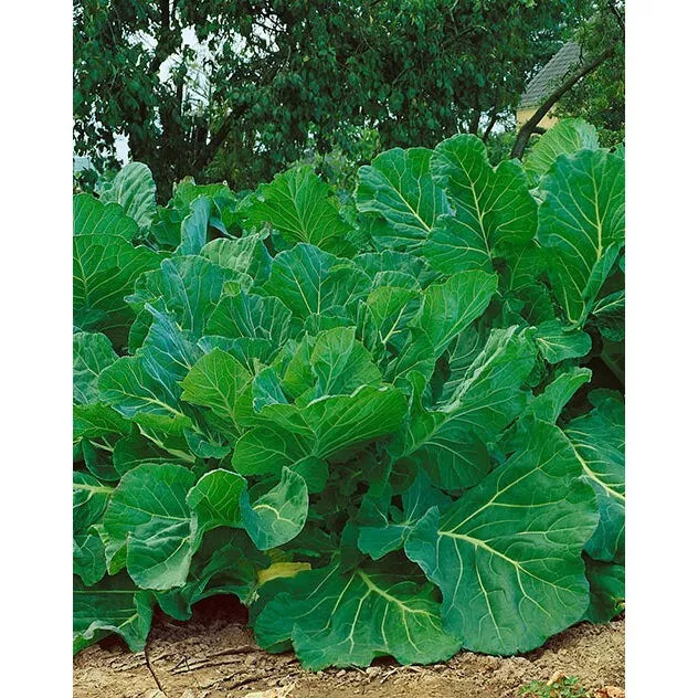 Couve Tronchuda Kale Seeds - 2000 Non-GMO Heirloom Seeds - Brassica Oleracea Var. Acephala - Portuguese Variety