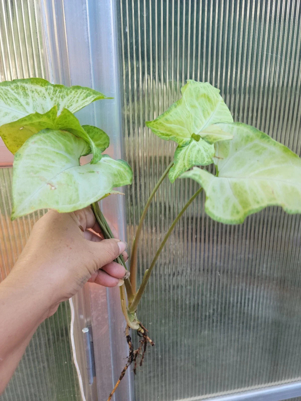 Syngonium Podophyllum 'White Butterfly' Arrowhead Plant - Bare Root Indoor Houseplant with Variegated Leaves