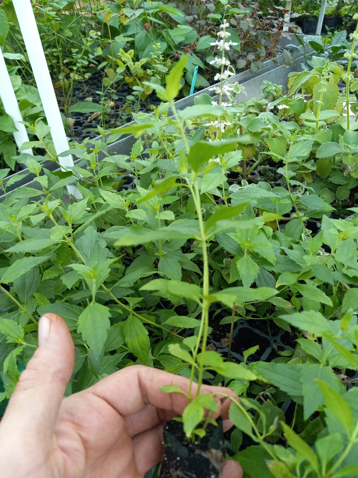 Mexican Dream Herb Live Plant - Calea Zacatechichi - Easy Care Indoor/Outdoor Foliage - Vibrant Green Leaves