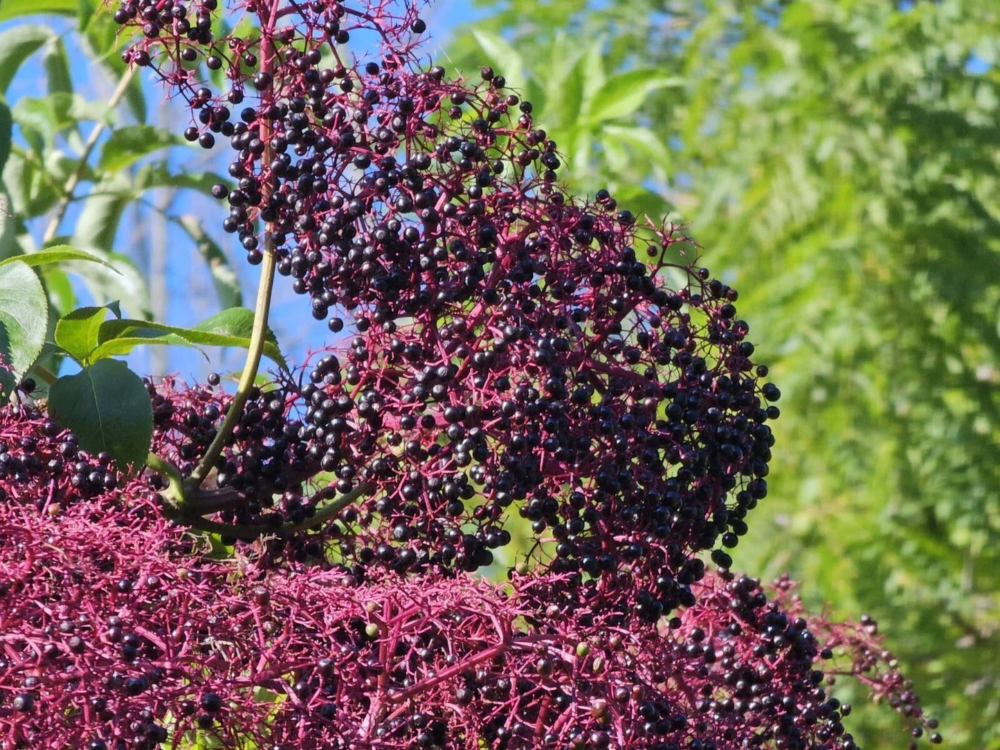 Elderberry Cuttings 5-12” Long - York, Nova, Adams Varieties - Sambucus canadensis - 12 High-Quality Plant Cuttings for Garden