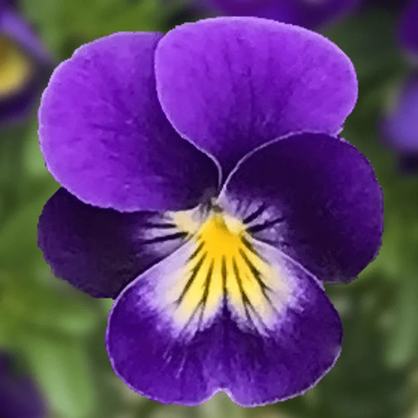 Viola Seeds - 50 Seeds - Endurio Blue Face - Viola cornuta - Perennial Flowering Plant for Garden and Landscaping