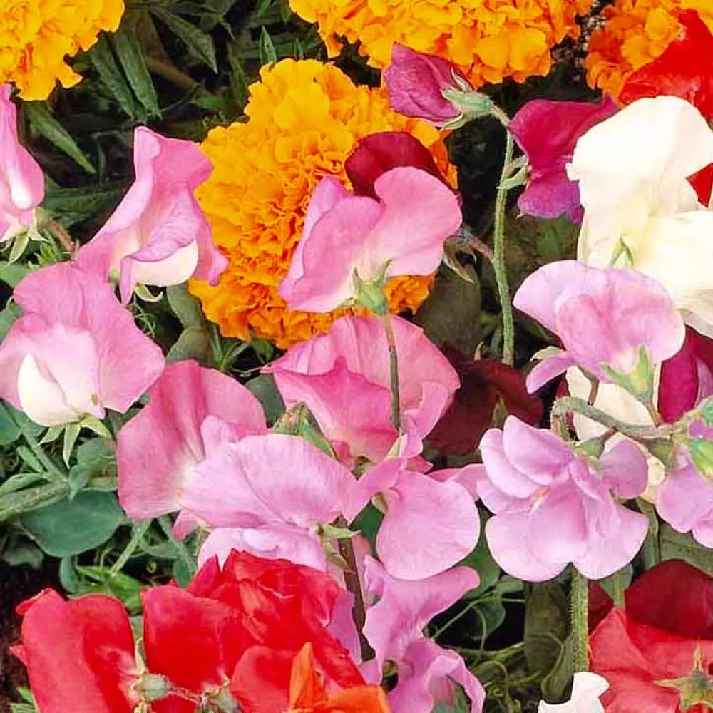 Knee High Sweet Pea Seeds | NON-GMO Heirloom | Lathyrus odoratus | Fragrant Garden Seeds for Borders & Containers