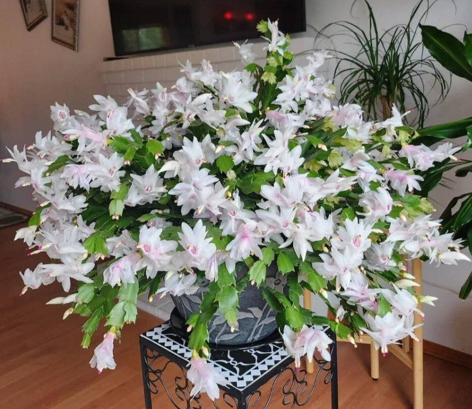 White Christmas Cactus Live Plant 3" Pot - Schlumbergera with Elegant White Blooms for Holiday Indoor Decor