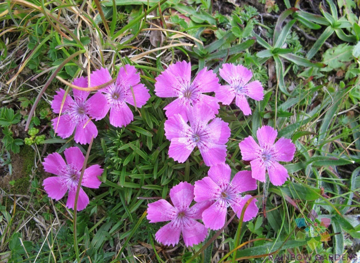 Glacier Carnation Seeds - 200+ Non-GMO Seeds - Dianthus caryophyllus - Vibrant Perennial Flower for Garden Planting