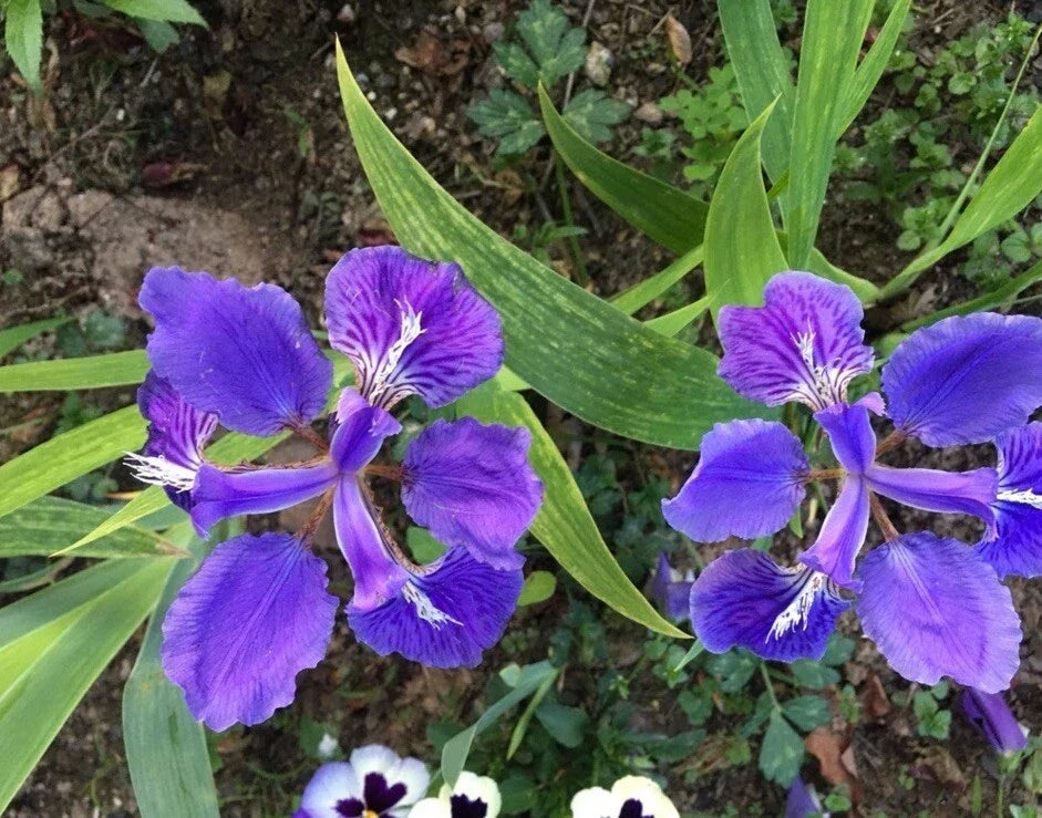 Purple Iris Tectorum Rhizomes - 5 Healthy Plants for Easy Planting - Iris Tectorum - Drought-Resistant Perennial Flowers