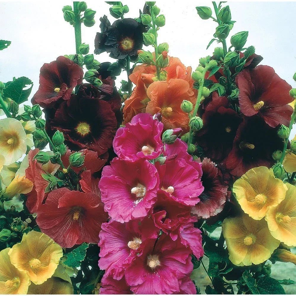 Hollyhock Seeds - Giant Danish Mix - 25 Seeds - Biennial - Alcea rosea - Colorful Garden Flower Seeds for Vertical Display