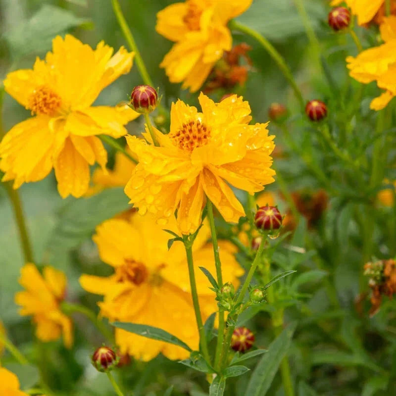 Cosmic Yellow Cosmos Seeds - 200+ Pack - Bright Yellow Flowers - Cosmos sulphureus - Easy to Grow for Garden Planting