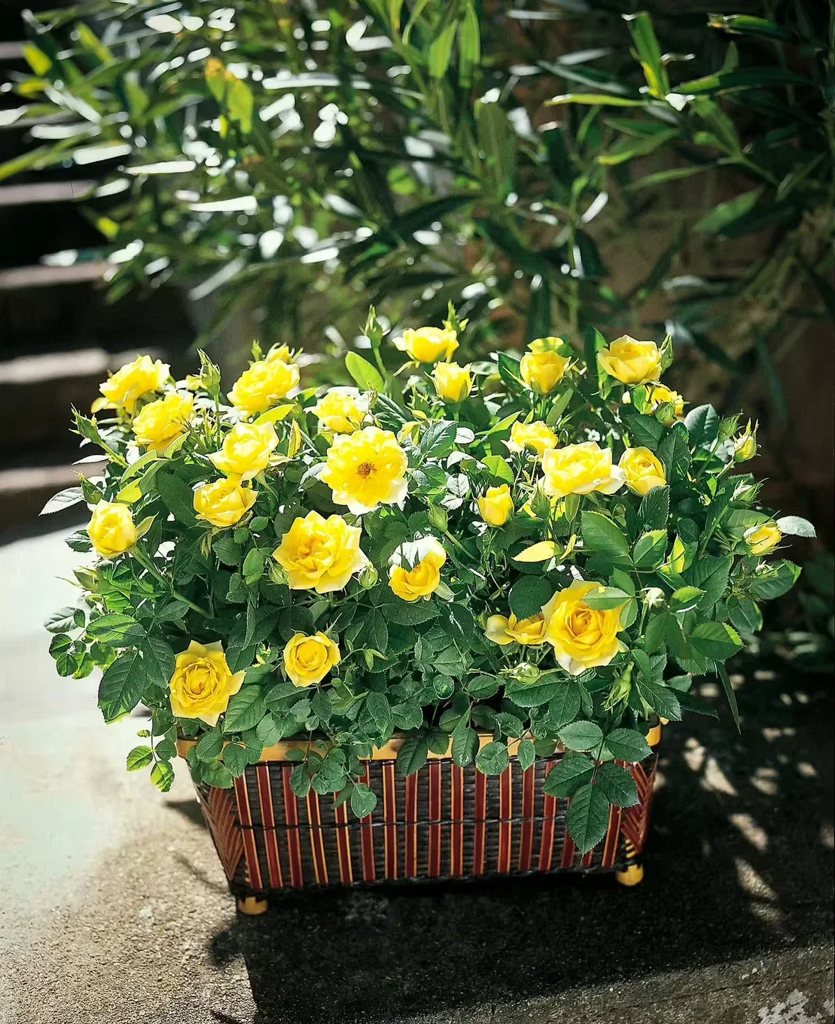 Sunny Knockout Rose Cuttings - 6 Everblooming Live Shrubs - Vibrant Golden-Yellow - Rosa 'Radrazz' - Low Maintenance Garden Plants