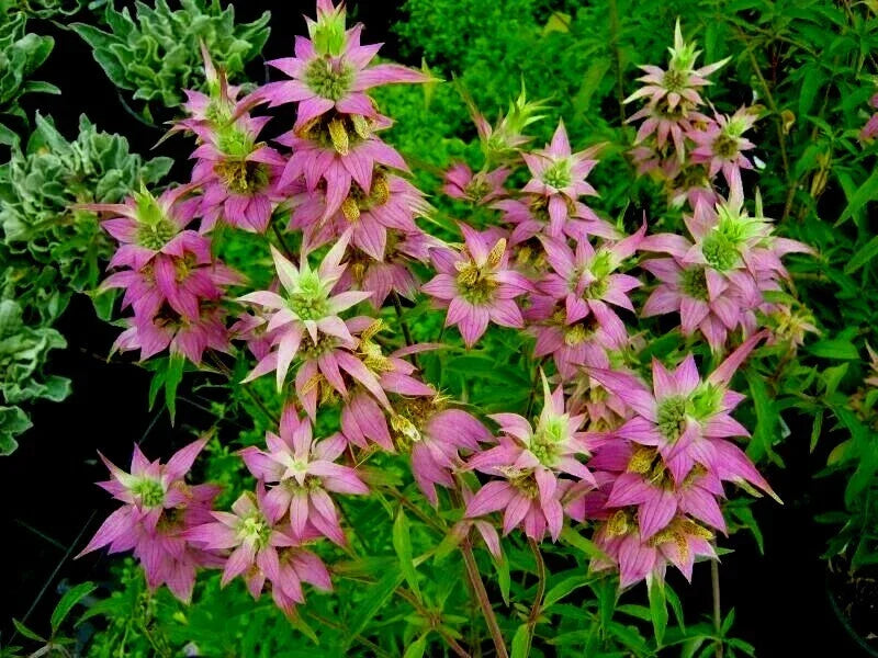 300+ Spotted Bee Balm Flower Seeds - Native Wildflower for Herbal Tea - Monarda punctata - Attracts Pollinators, Easy to Grow