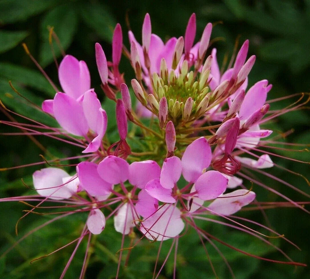 Cleome Seeds 200+ Spider Plant Mix Annual Flower Seeds Cleome hassleriana for Wildflower Garden