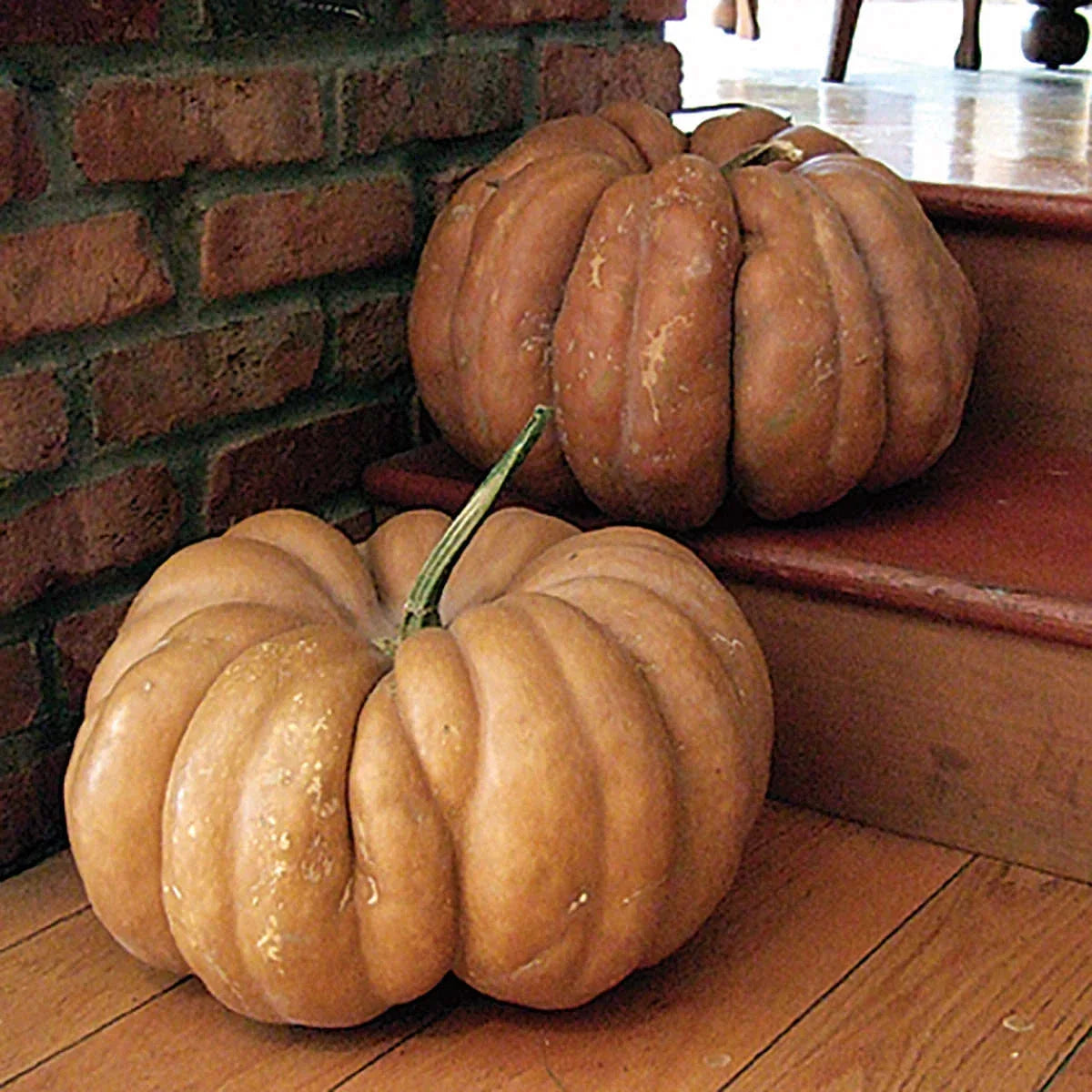Fairytale Pumpkin Seeds - 15 Heirloom Non-GMO - Cucurbita pepo - Unique Decorative & Culinary Pumpkins - Free Shipping
