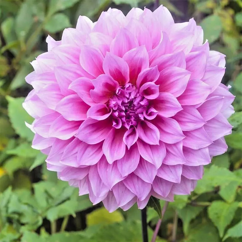Dahlia Bulb Tuber 8-10" Lavender Perfection Purple Dinnerplate - Dahlia, Full Sun, Live Flower Plant Bulb