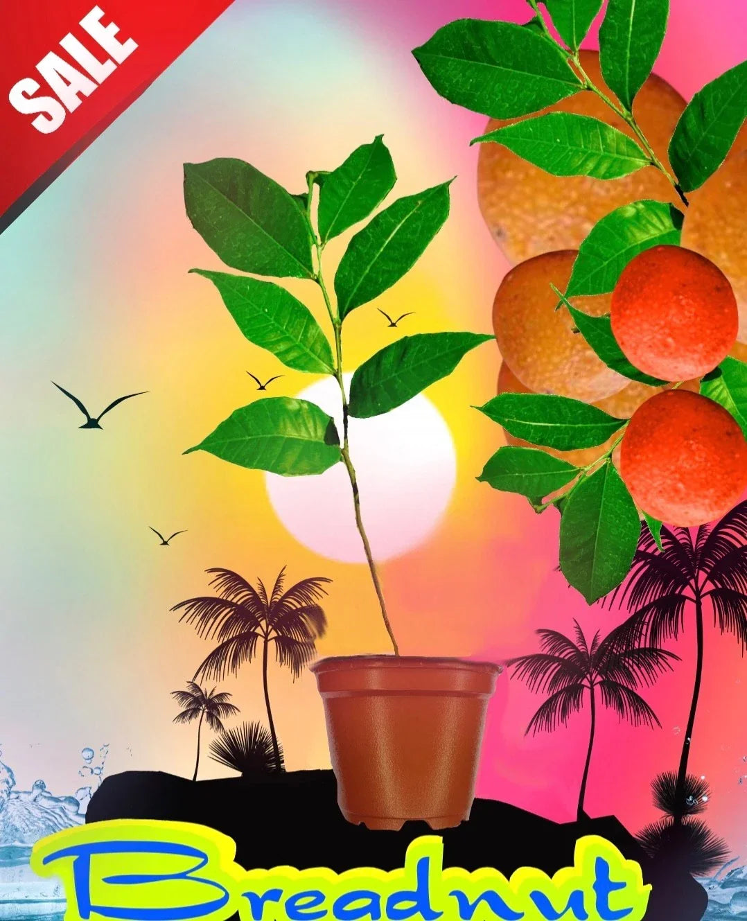 Maya Nut Tree Seedling - 3 Feet Tall Rare Tropical Fruit Plant - Brosimum alicastrum - Ideal for Garden or Nursery
