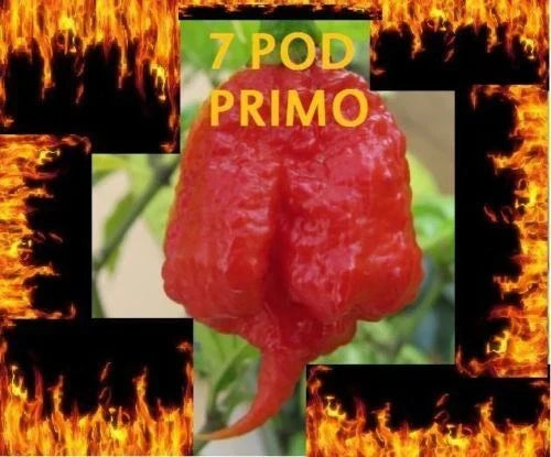 1000 Seeds Trinidad 7 Pod PRIMO Pepper Capsicum chinense Rare Hottest Chili Spicy Garden Seeds