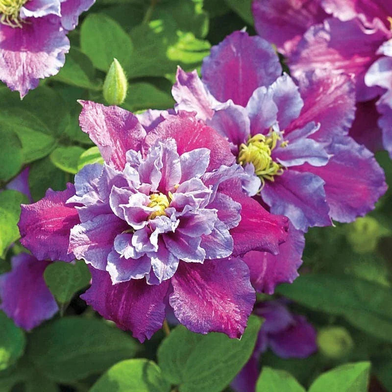 25 Piilu Clematis Seeds - Climbing Perennial with Pink and White Blooms - Clematis viticella - USA Seller