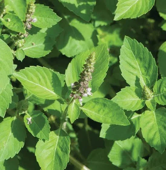 Holy Basil Seeds 200+ Green Leaf Herb - Ocimum Sanctum Medicinal - Non-GMO USA Grown
